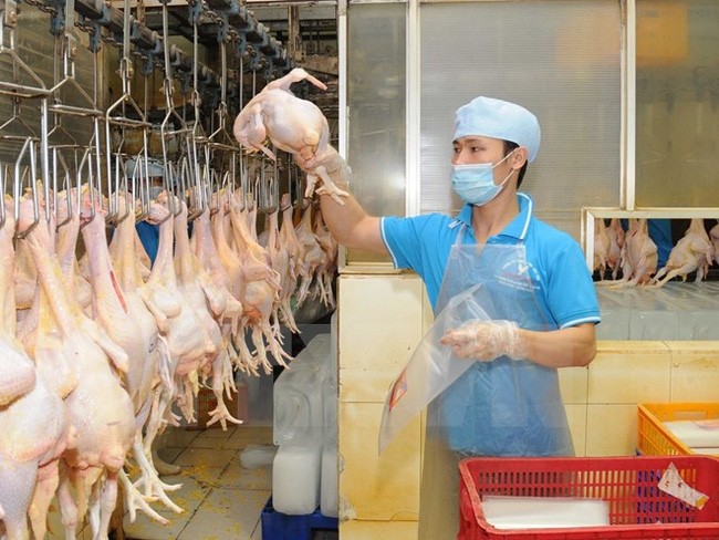 越南向俄羅斯出口雞肉及其製品